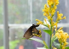 Brookside Gardens butterfly